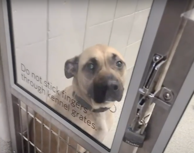 dog in the shelter