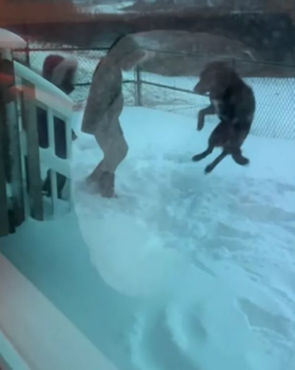 dog jumping in snow