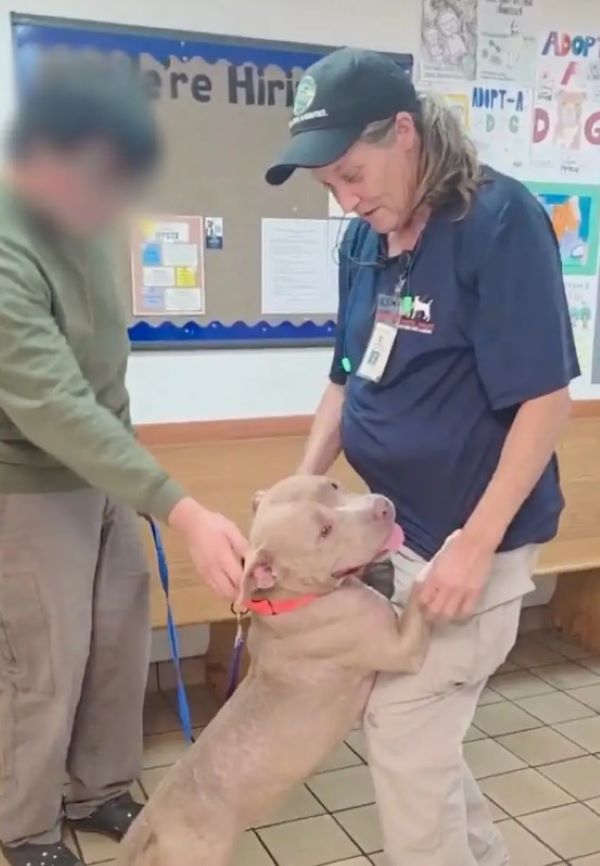 dog jumping on worker