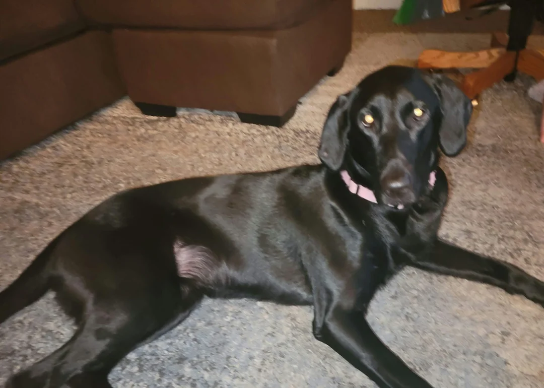 dog laying down on rug