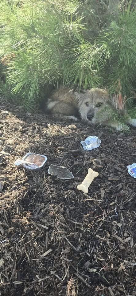 dog laying in bushes