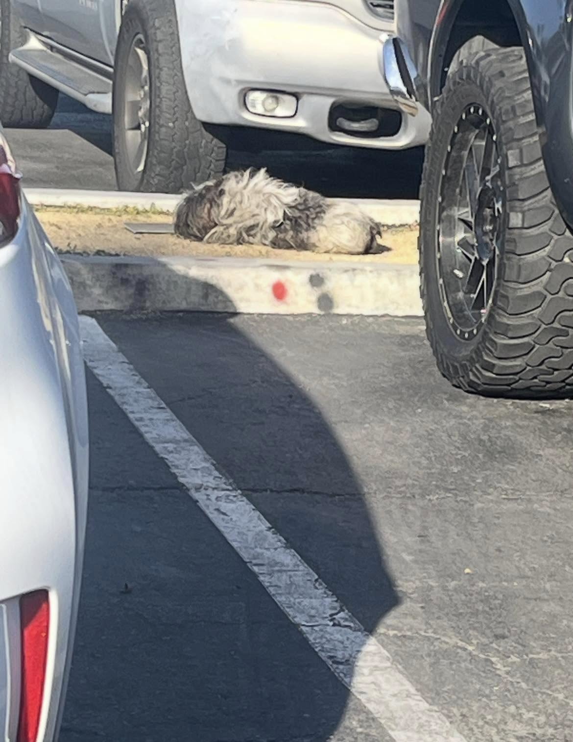 dog laying near cars