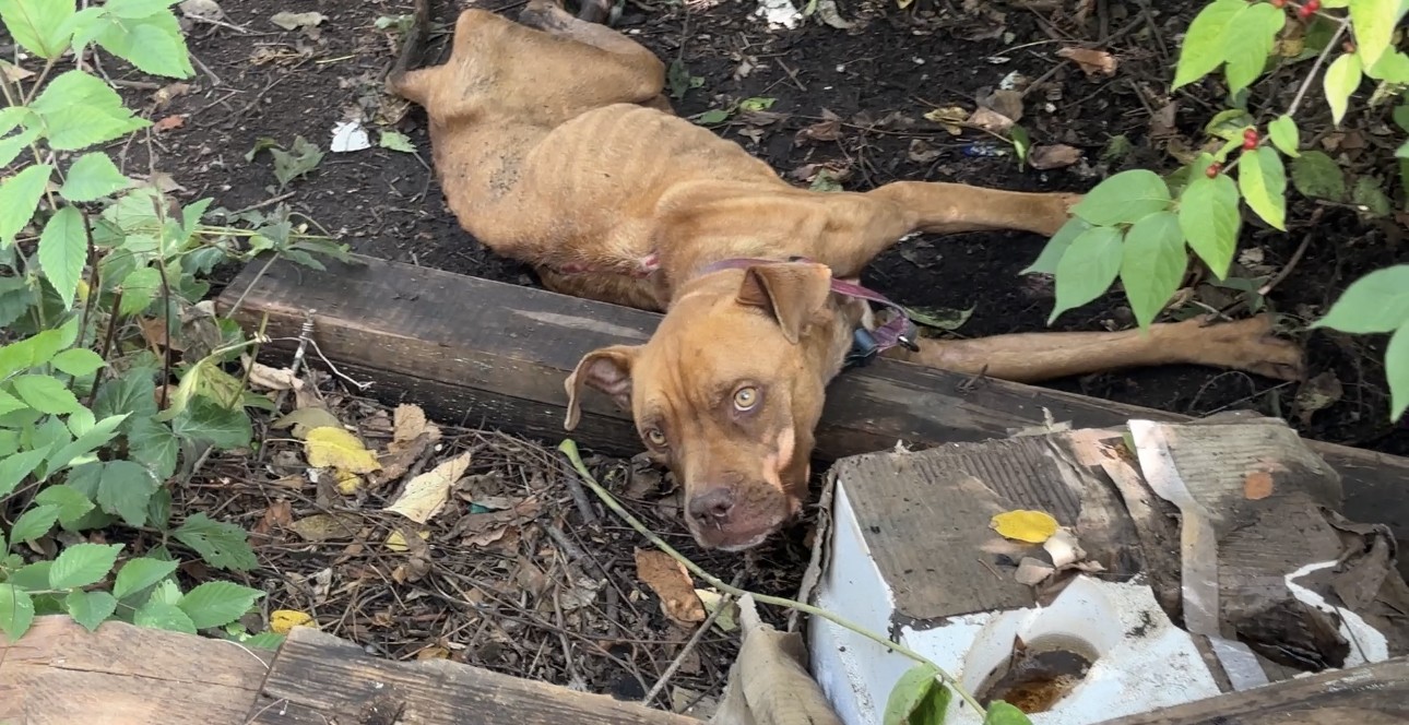 dog laying on ground