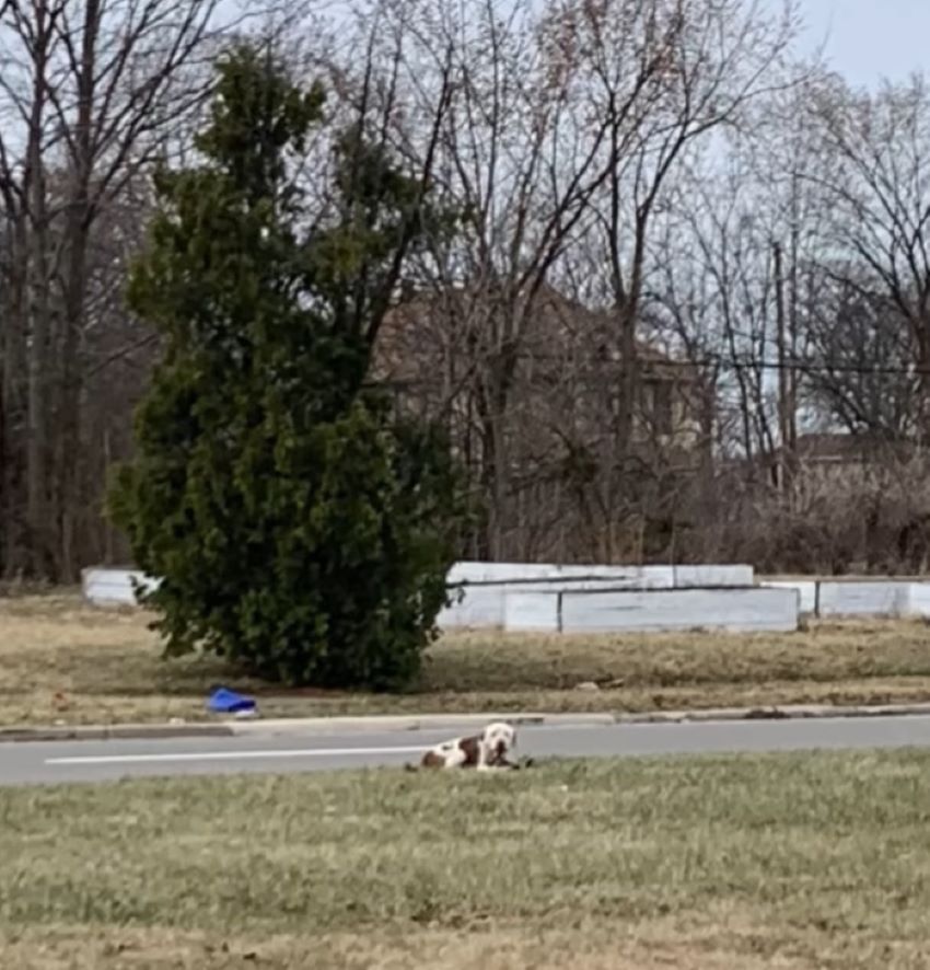dog laying on road