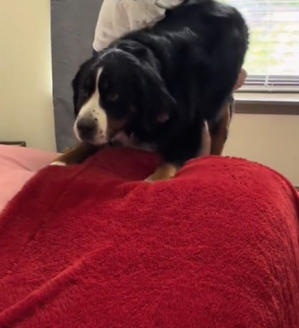 dog leaning on the blood with its front paws