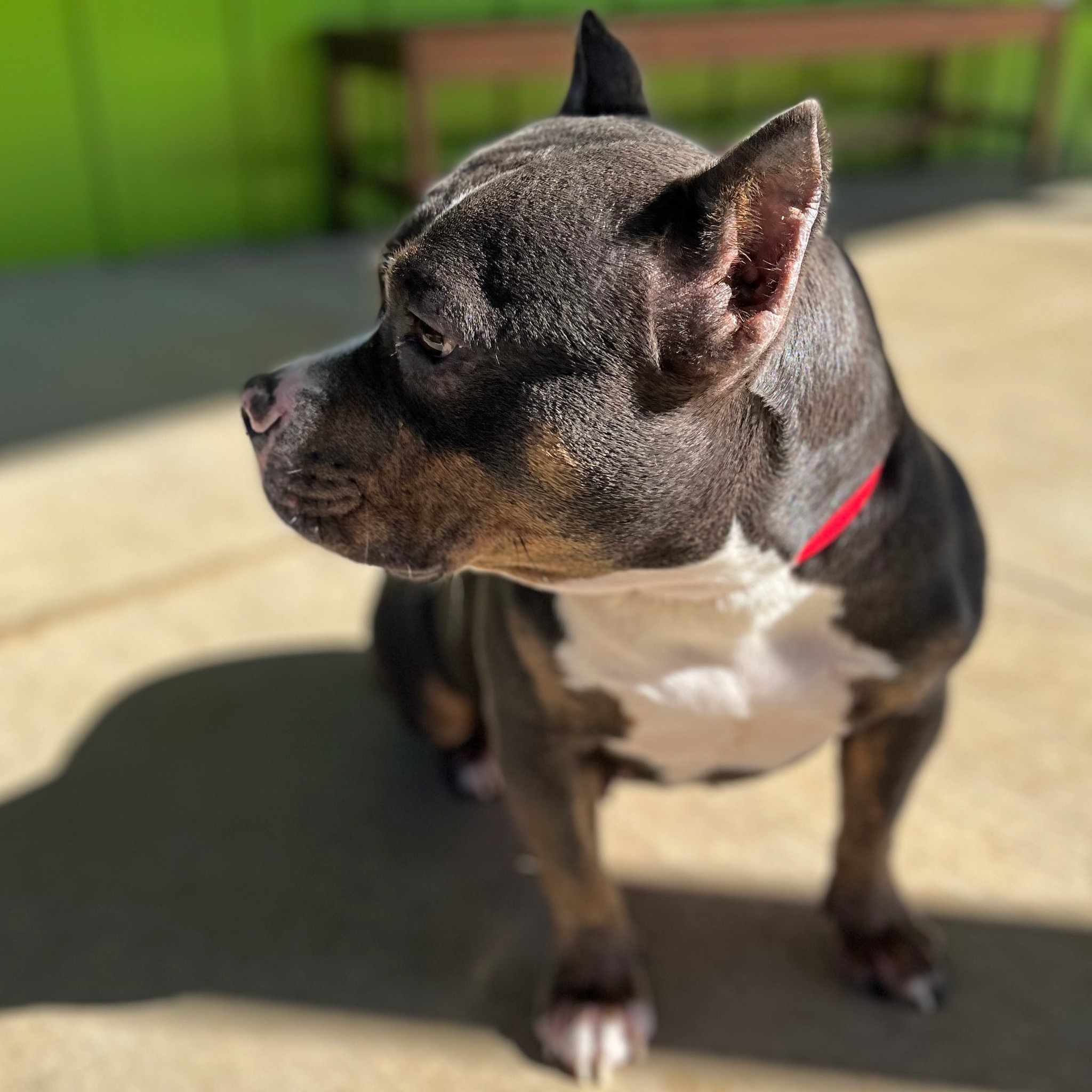 dog looking sideways