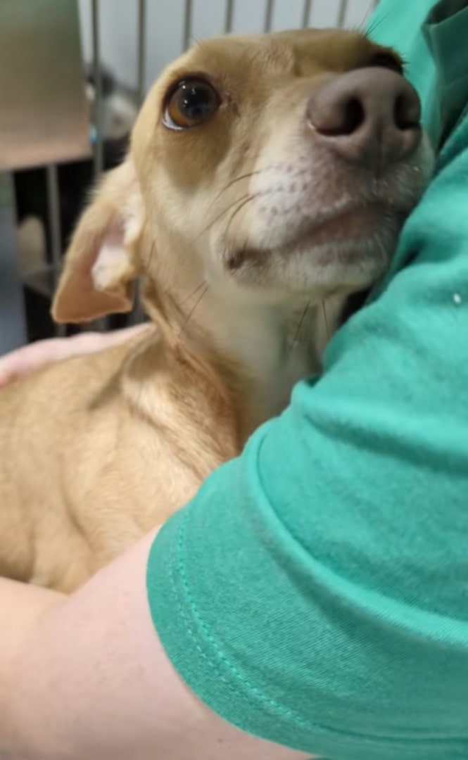 dog looks at woman while hugging her