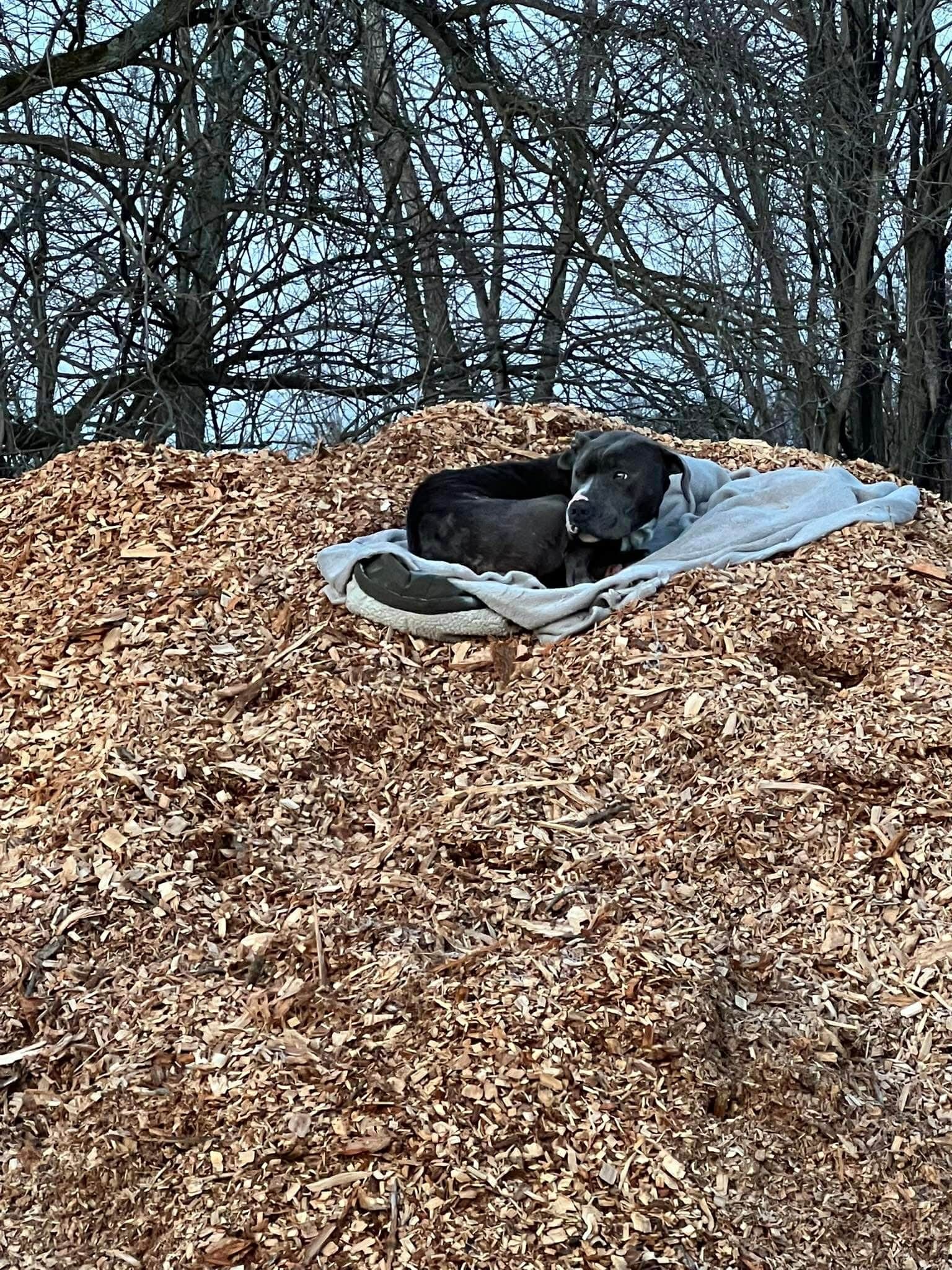dog lying on a blanket outdoors