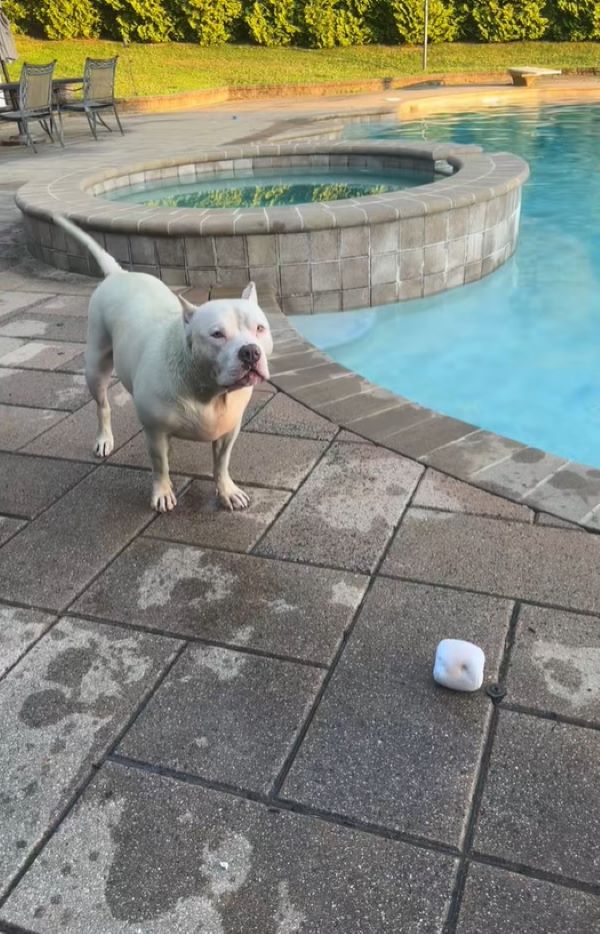 dog near pool