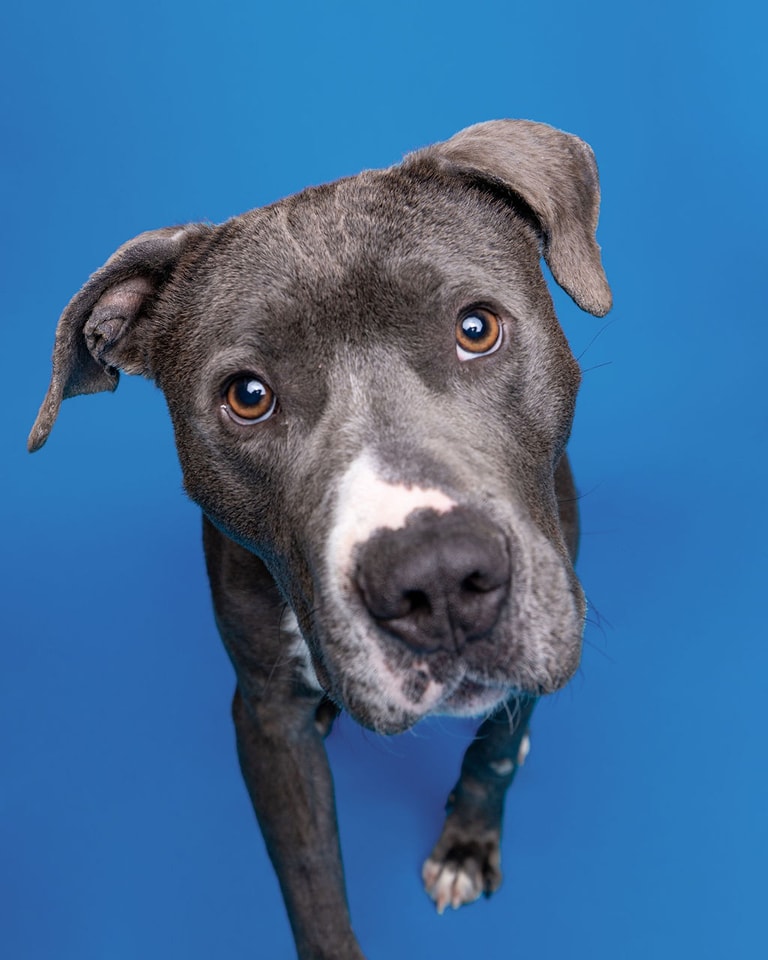 dog on a blue background
