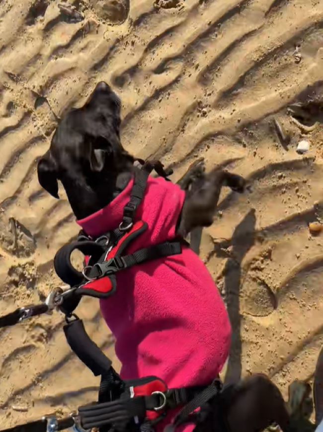 dog on a leash on the beach
