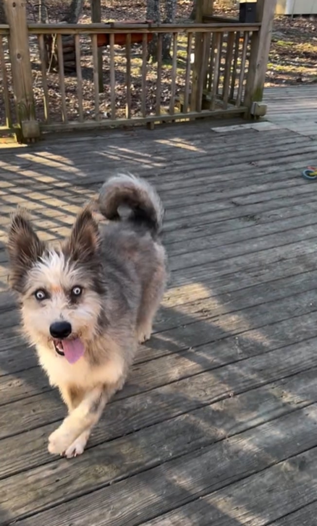 dog on a wooden bridge