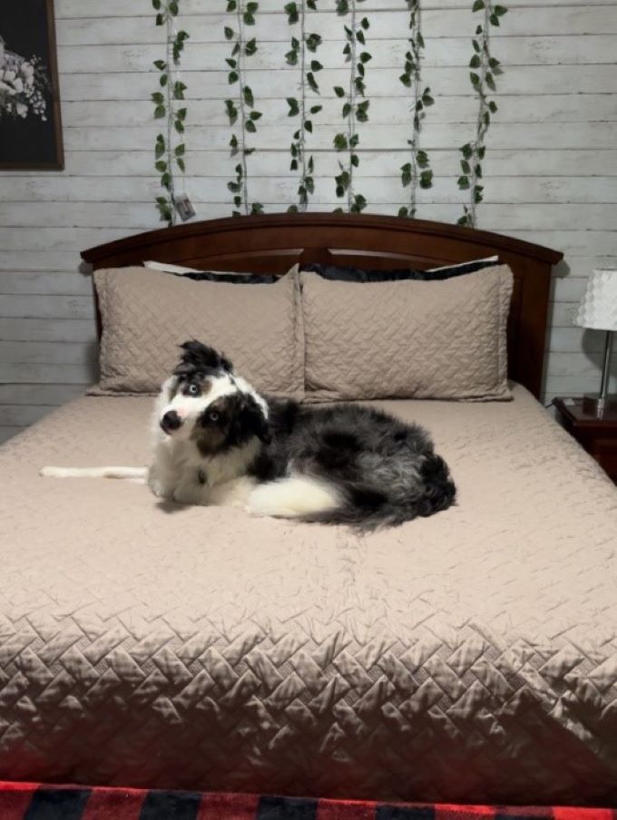 dog on bed