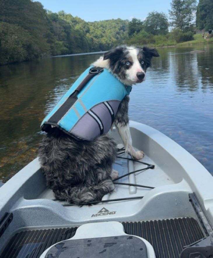 dog on boat