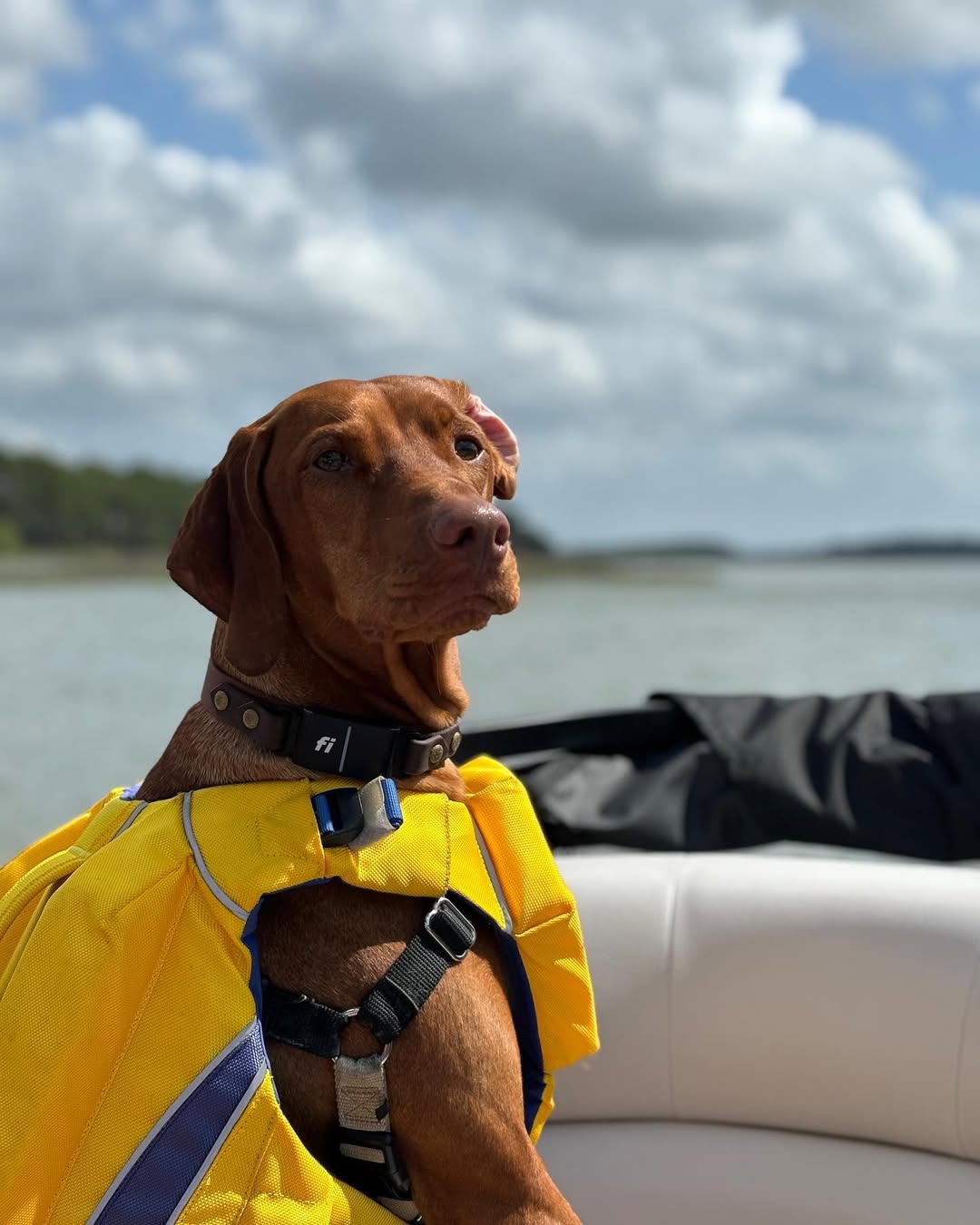 dog on boat
