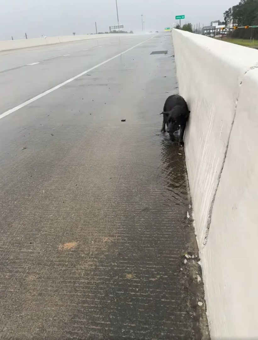 dog on highway