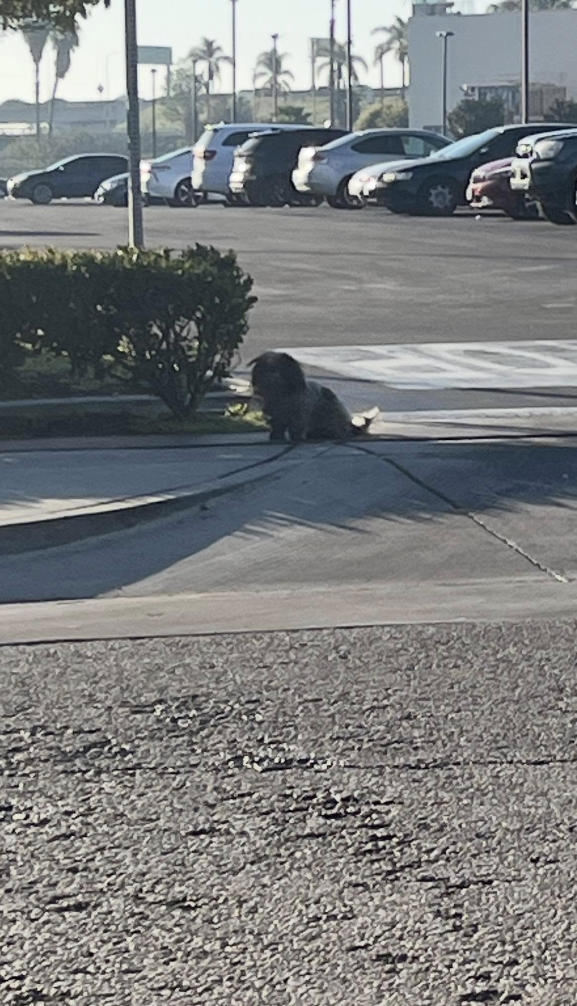dog on parking lot