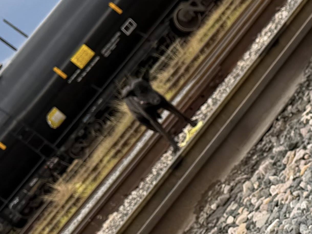 dog on railroad