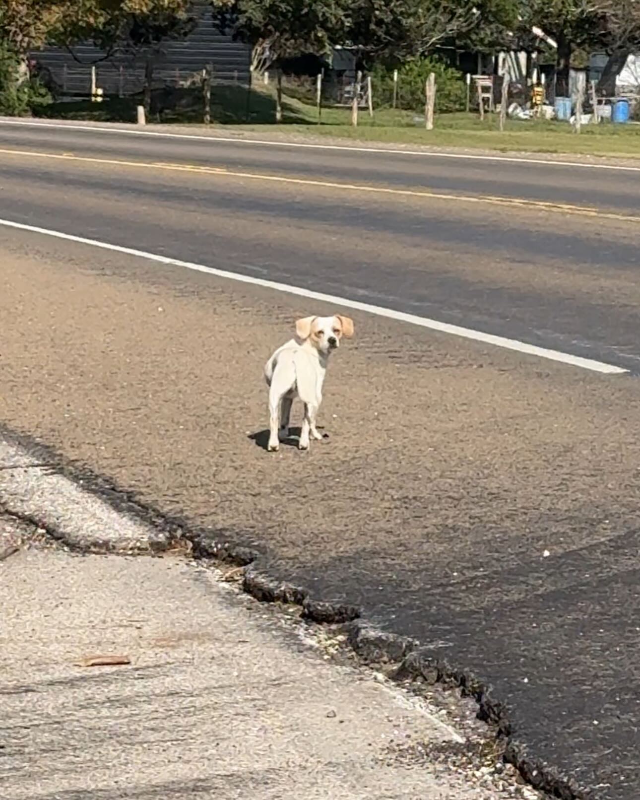 dog on road