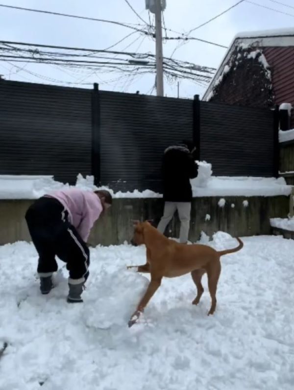 dog playing on snow