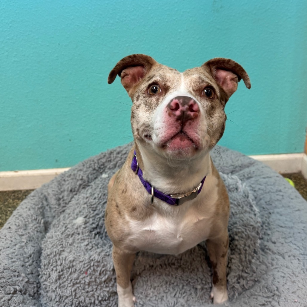 dog posing for picture