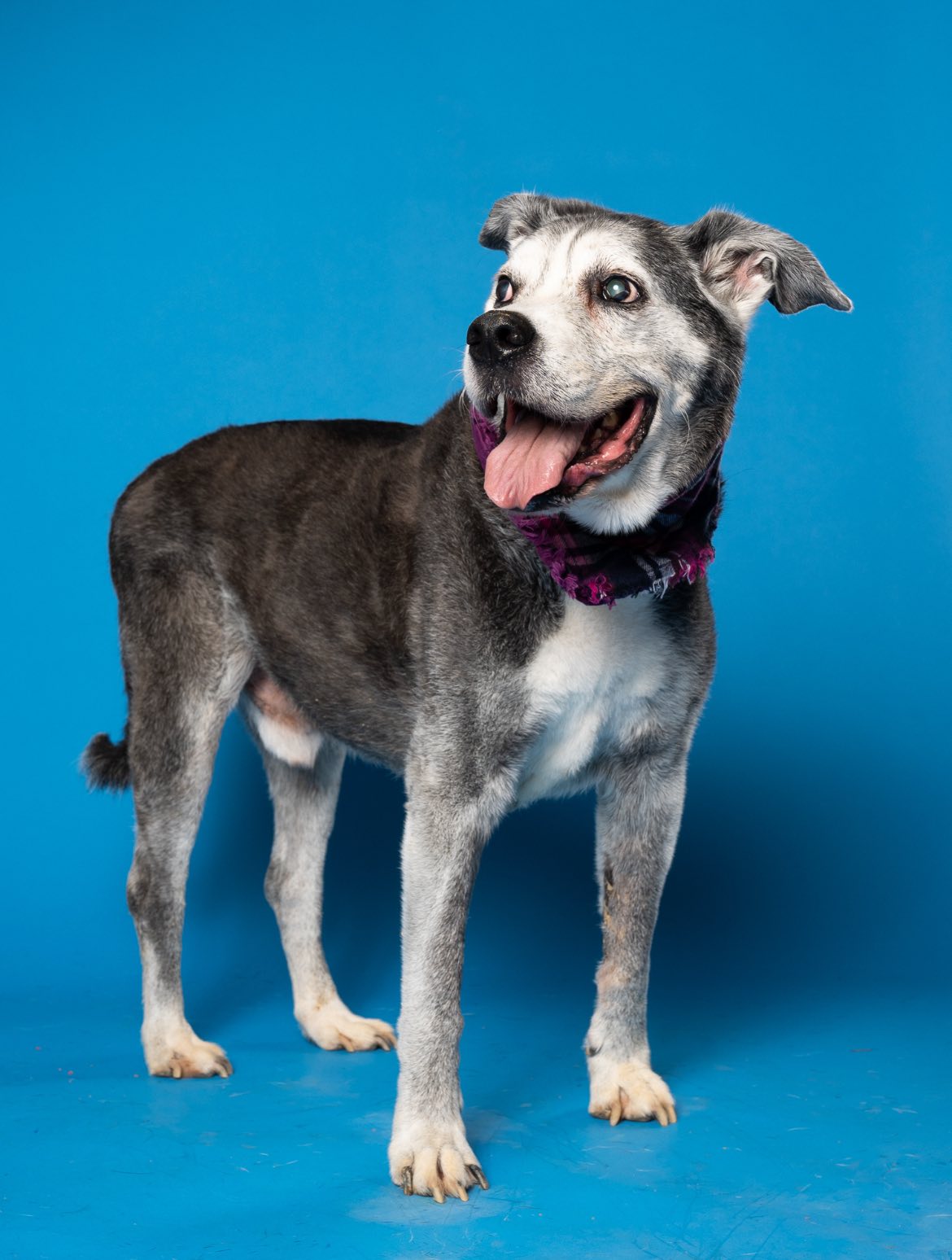 dog posing for picture