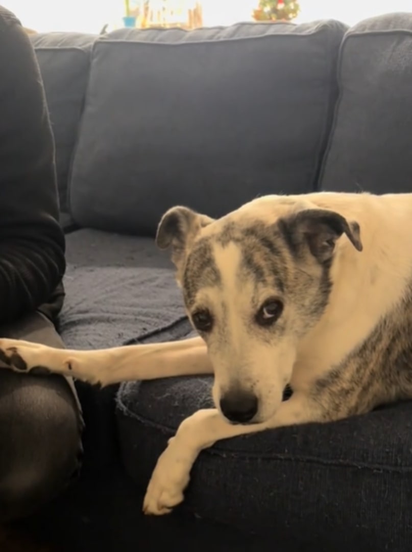 dog put paw on woman's knee