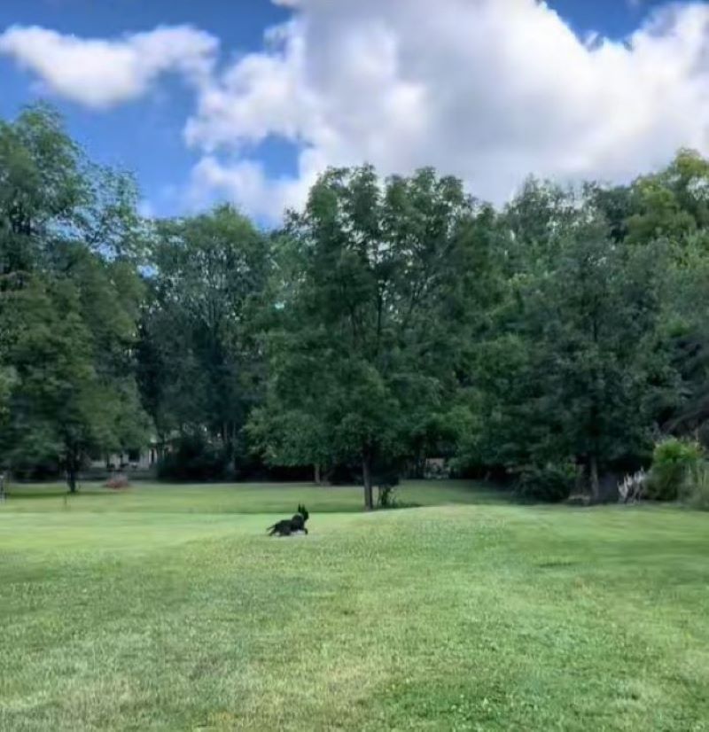 dog running in garden