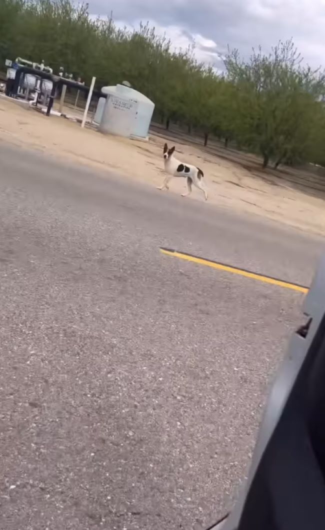 dog running on road