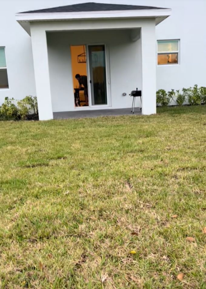 dog sitting in house