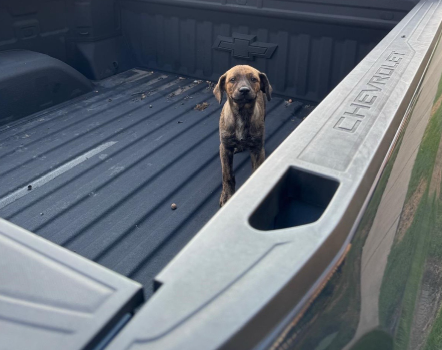 dog sitting in pickup