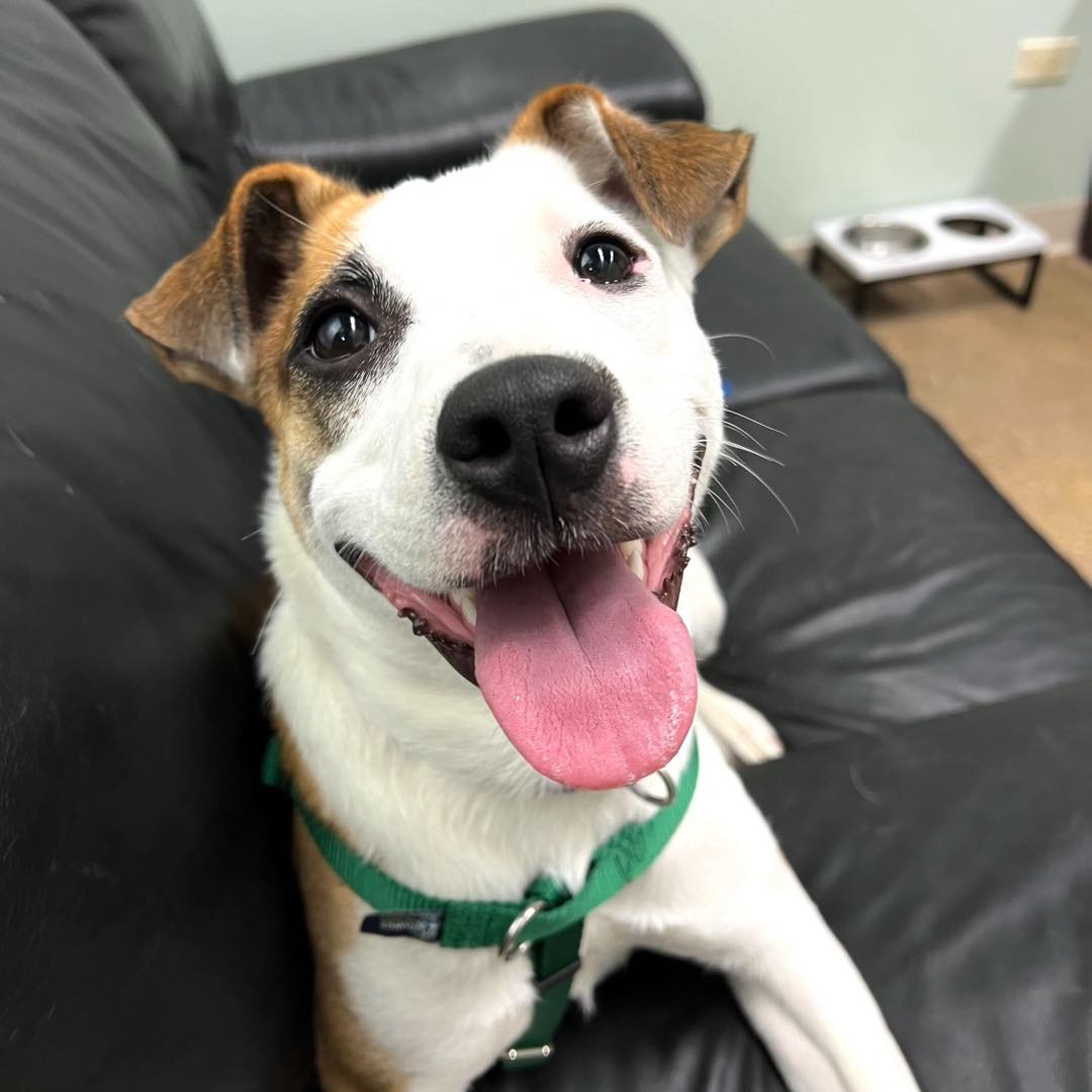 dog sitting on a leather couch with tongue out