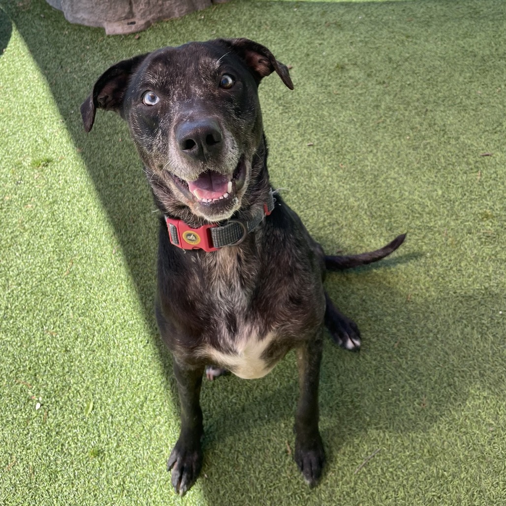 dog sitting on artificial grass