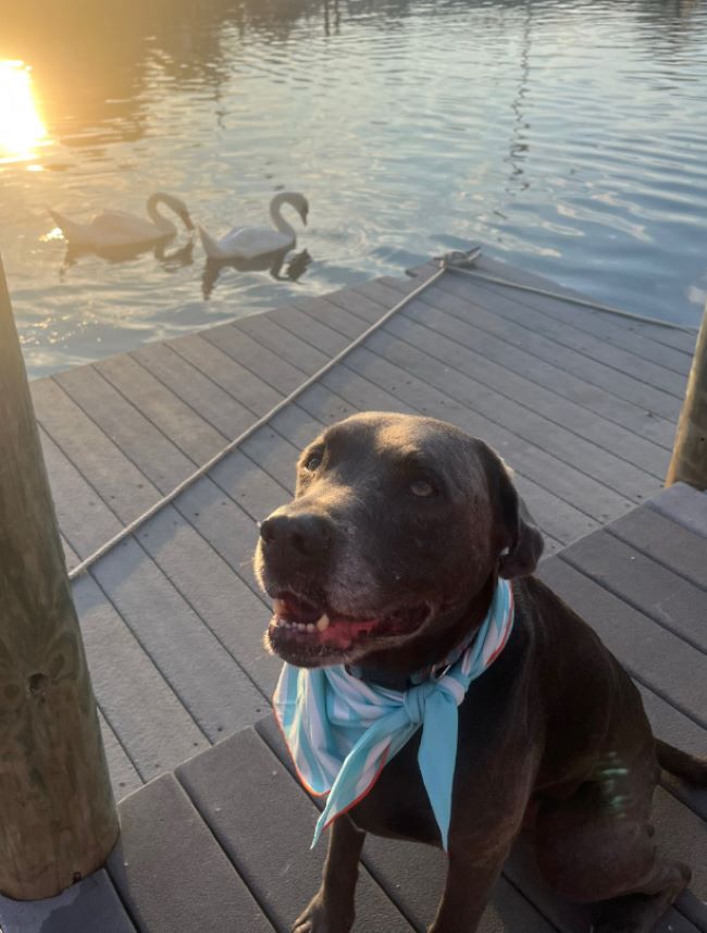 dog sitting on dock