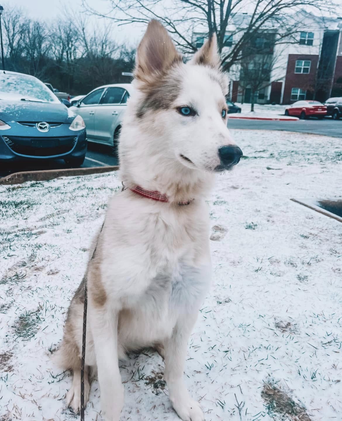 dog sitting on snow