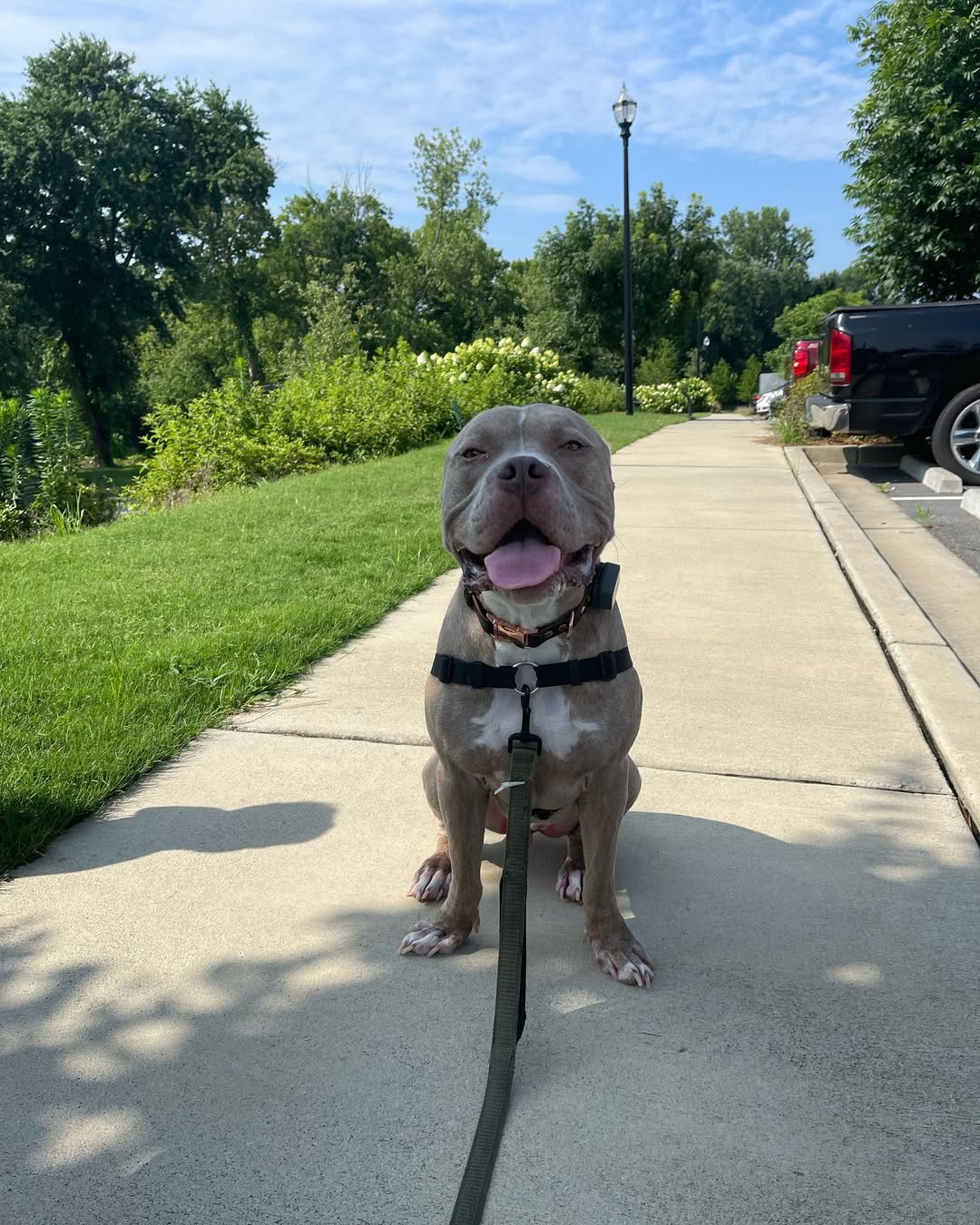 dog sitting on street