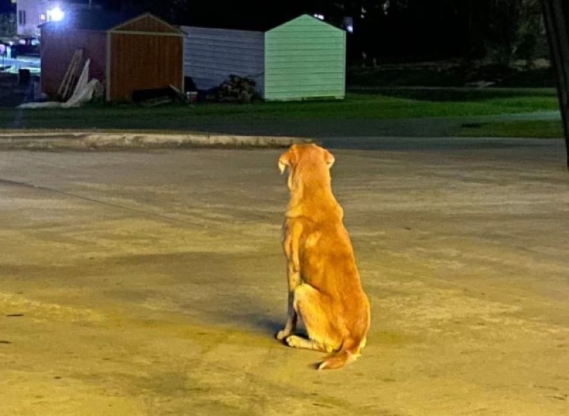 dog sitting on street