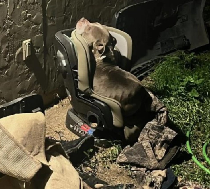 dog sleeping in car seat