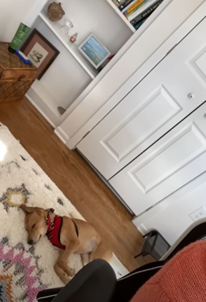 dog sleeping in room