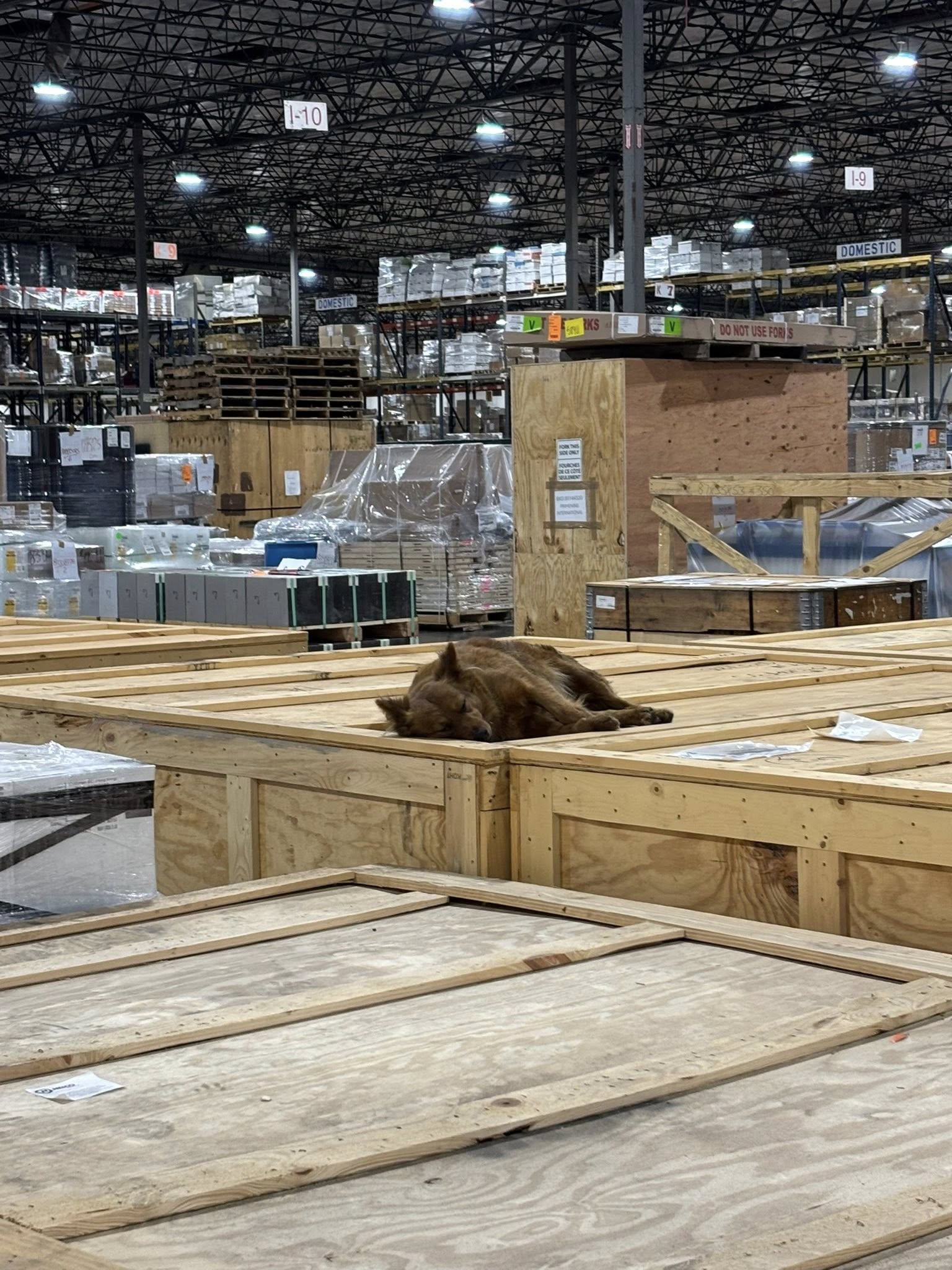 dog sleeping on crate