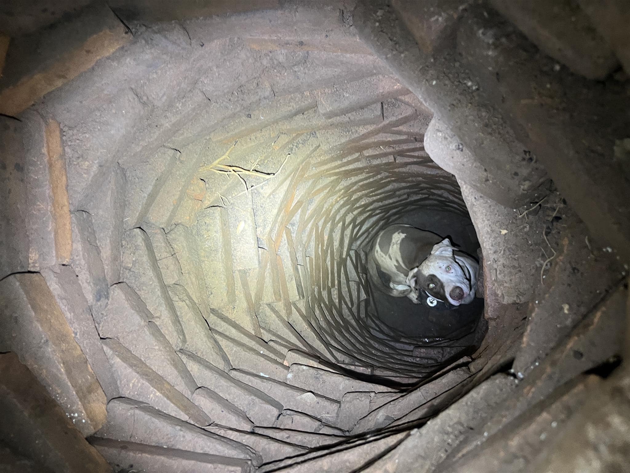 dog stuck in a well