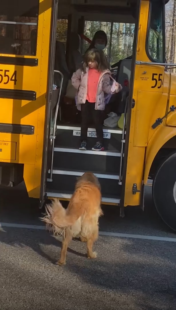 dog waiting for kid