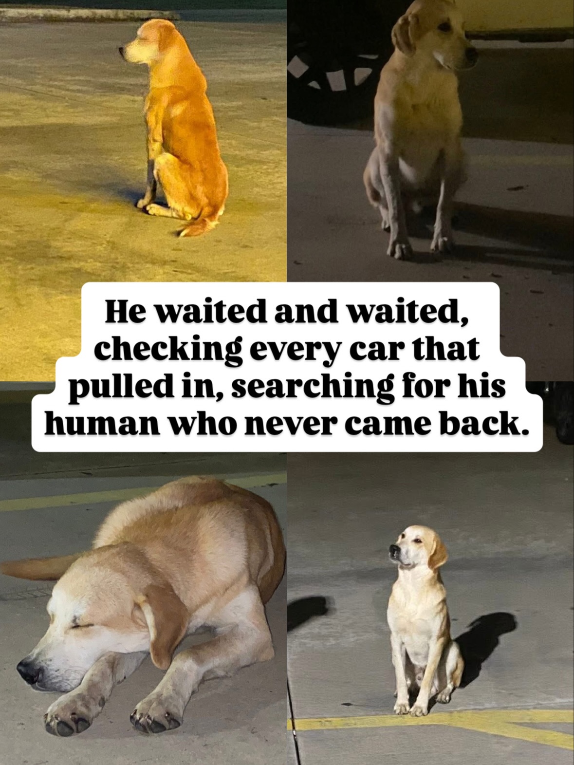 dog waiting on street