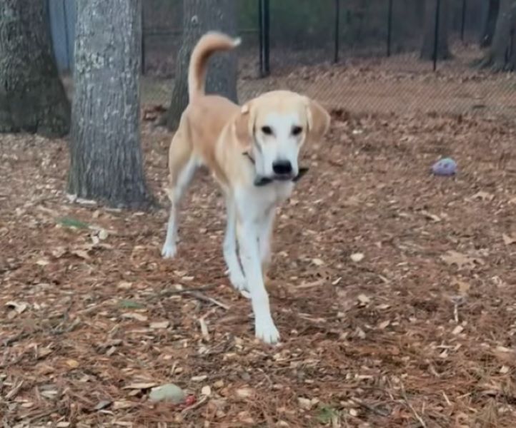 dog walking in forest