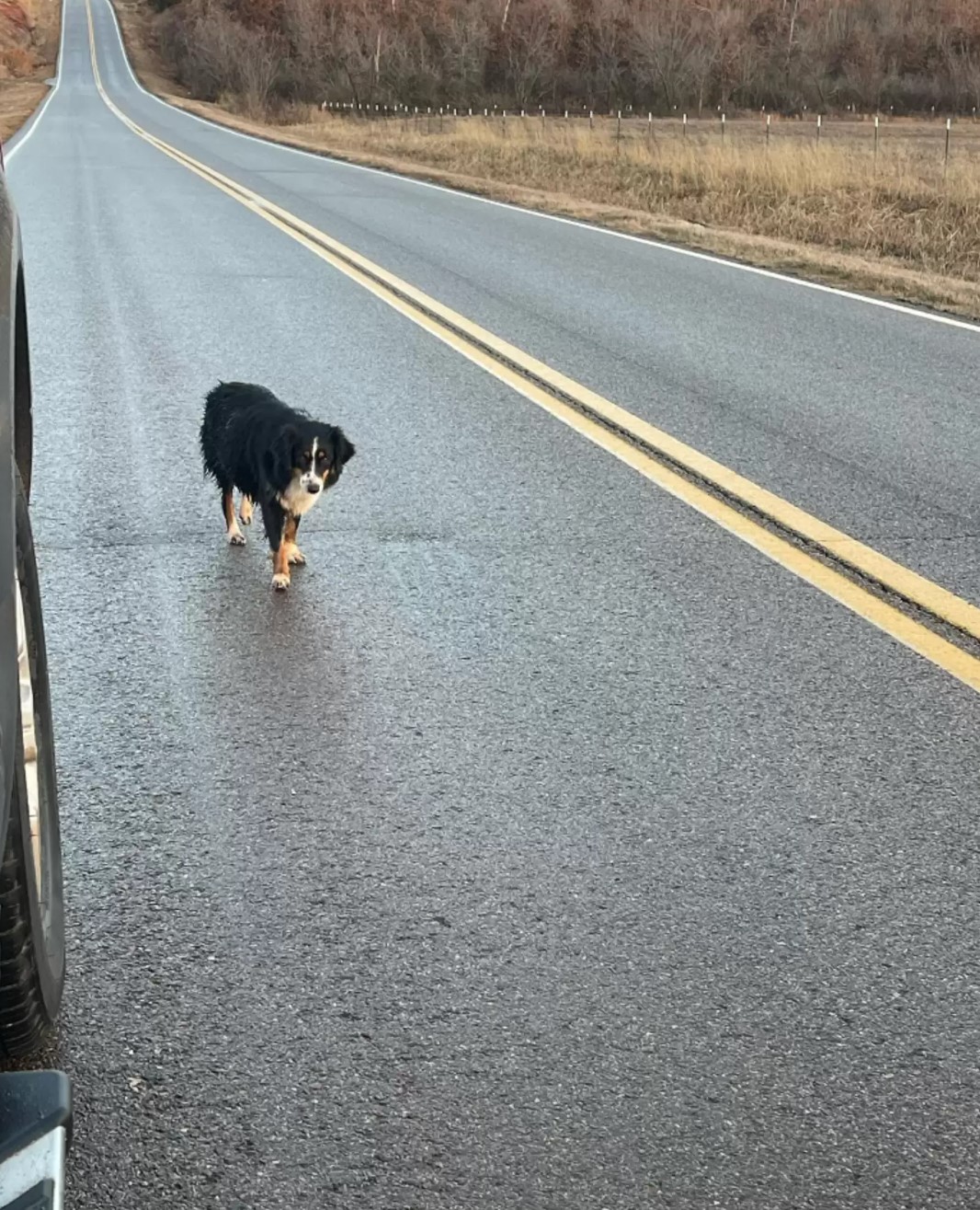 dog walking on road