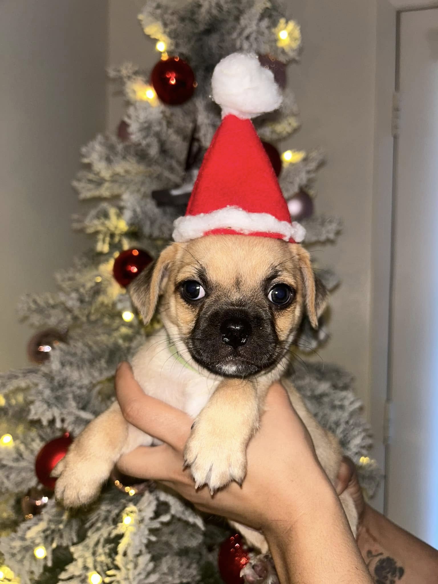 dog with a hat next to the Christmas tree