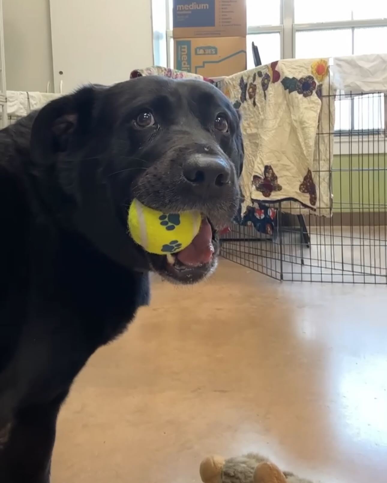 dog with ball in mouth