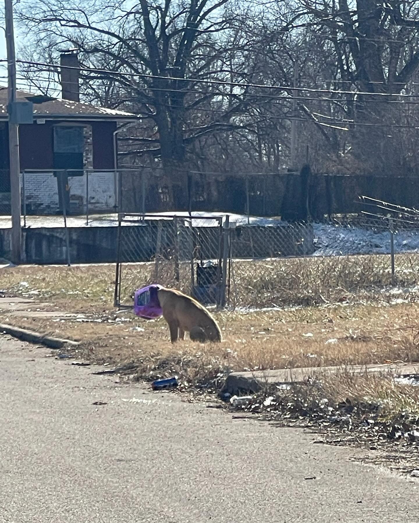 dog with bucket stuck on head