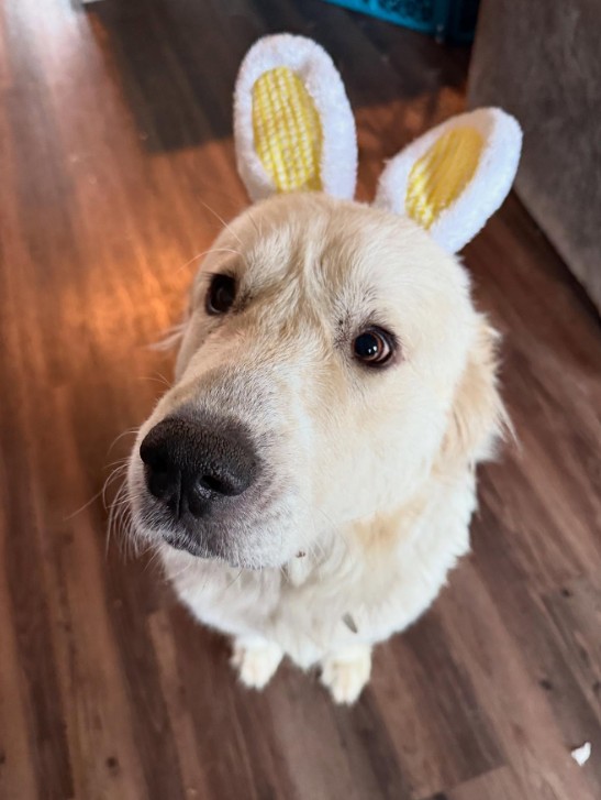 dog with bunny ears