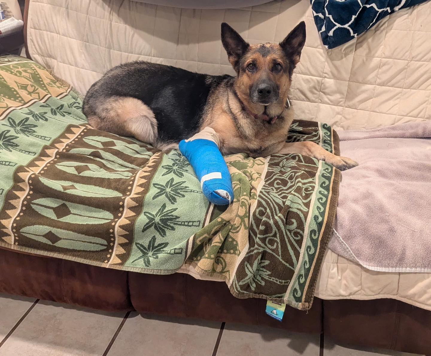 dog with injured leg